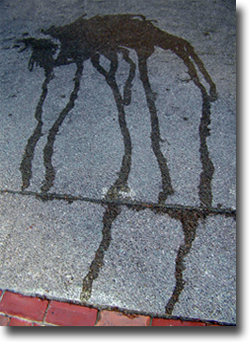 Street Amimal Two